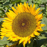 Zohar Organic