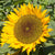 Zohar Organic