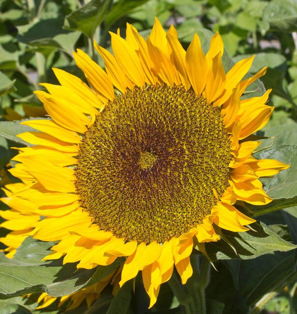 Zohar Organic