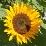 Zohar Organic