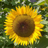 Zohar Organic