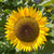 Zohar Organic