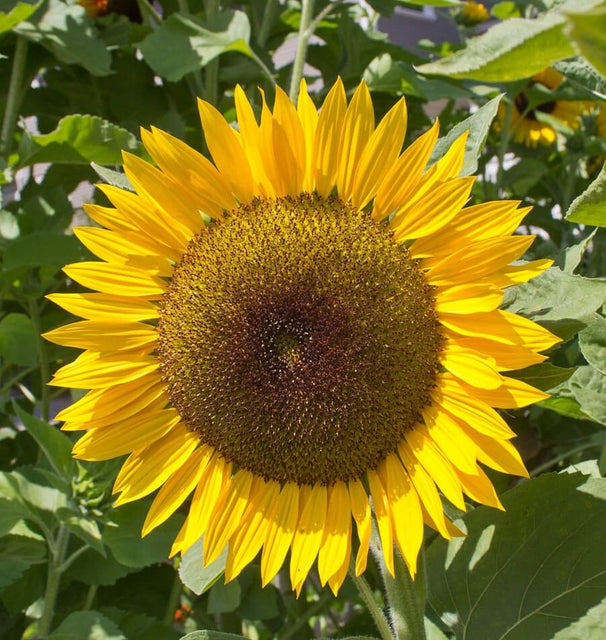 Zohar Organic