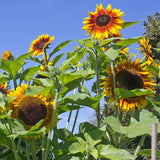 Solar Power