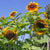 Solar Power