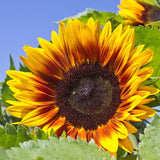 Solar Power