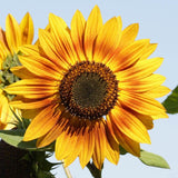 Solar Power
