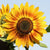 Solar Power