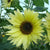 Lemon Queen Organic
