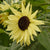 Lemon Queen Organic