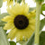 Lemon Queen Organic
