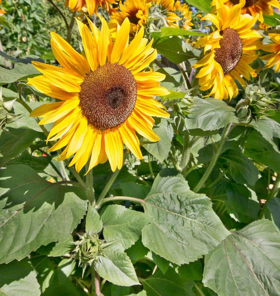 Peredovik Organic Sunflower Seeds – West Coast Seeds