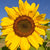Peredovik Organic