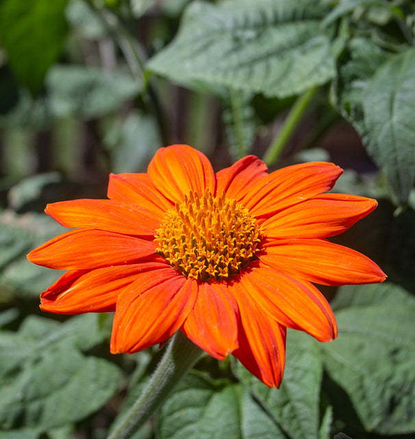 torch flower seeds Mexican Torch Seeds – West Coast Seeds