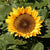 Dwarf Sunspot