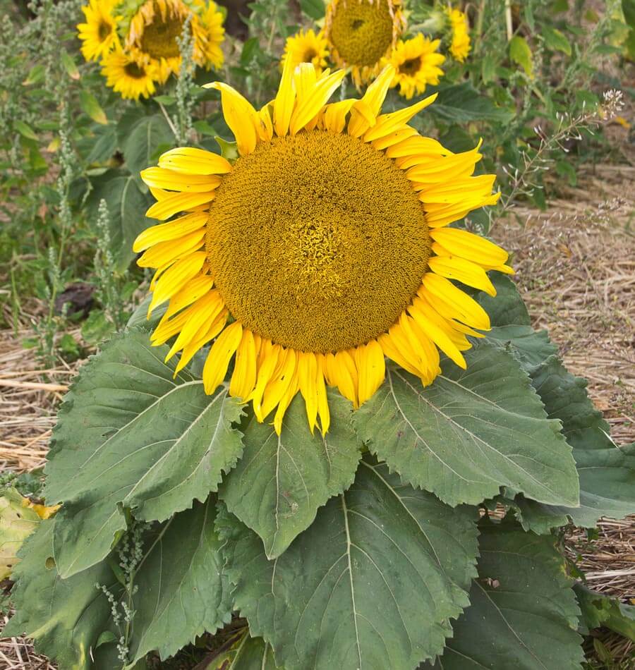 Dwarf Sunspot Sunflower Seeds – West Coast Seeds