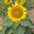 Dwarf Sunspot