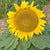 Dwarf Sunspot
