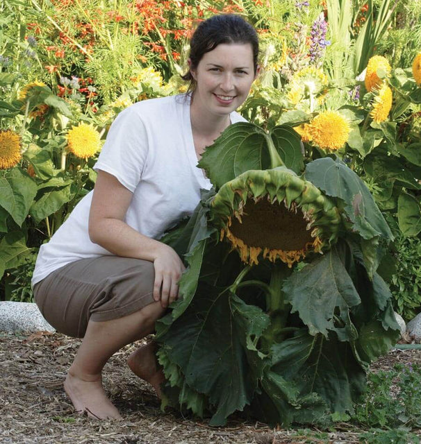Dwarf Sunspot Sunflower Seeds – West Coast Seeds