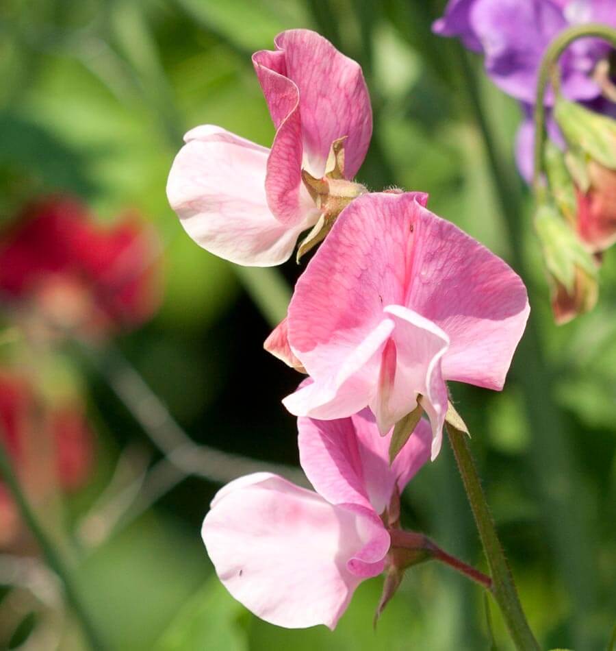 Butterfly Blend Sweet Pea Seeds – West Coast Seeds