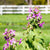 Lunaria biennis