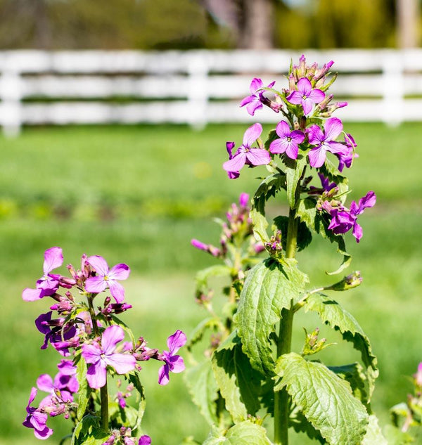 Lunaria biennis