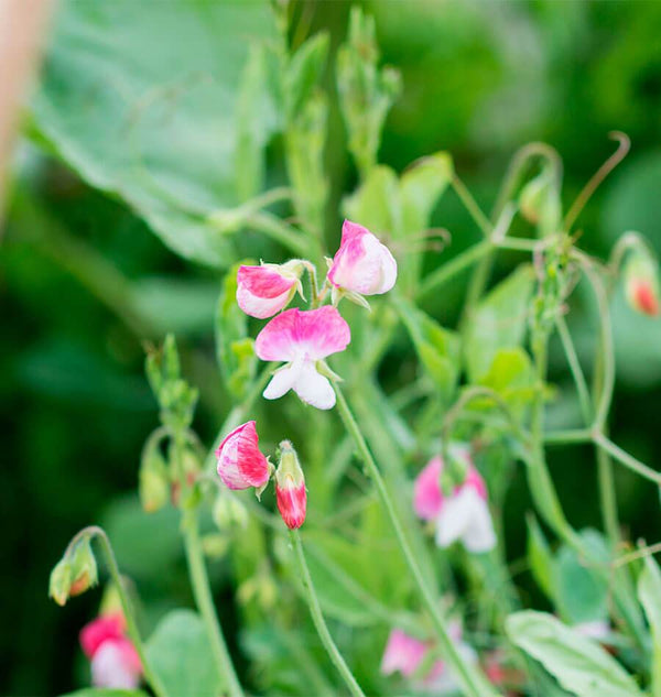 Painted Lady Sweet Pea Seeds