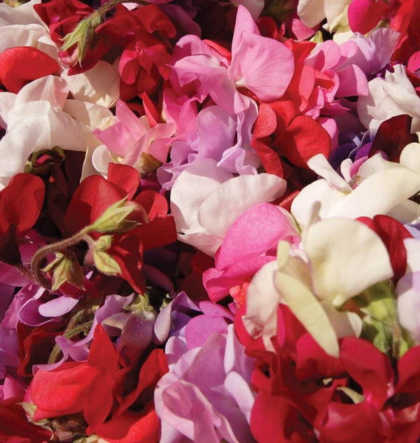 Supersnoop Mix Sweet Pea Seeds