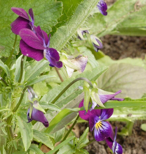 Semillas De La Flor Johnny-Jump-Up (Viola Tricolor) - México