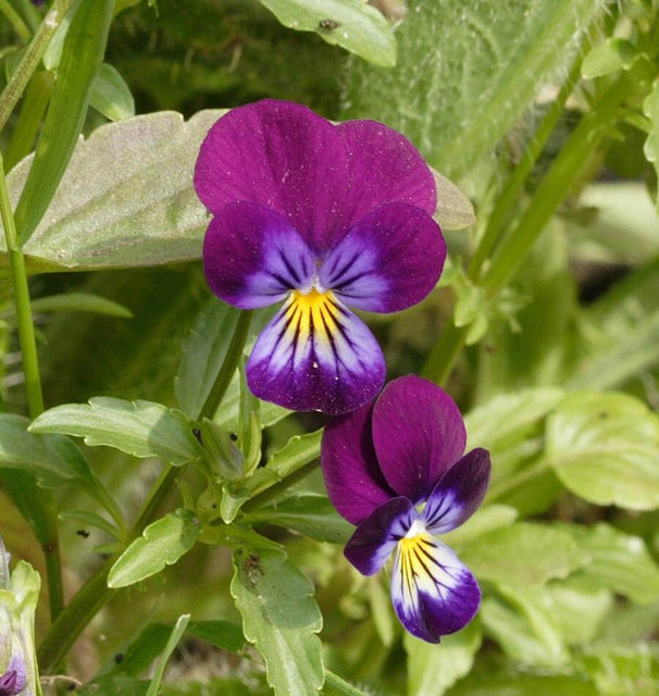 planting johnny jump up seeds Johnny Jump Up Viola Seeds – West Coast Seeds