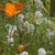 Beneficial Insect Blend
