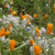Beneficial Insect Wildflower Blend Ingredients