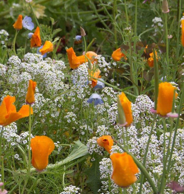 bee garden blend west coast seeds Beneficial Insect Blend Wildflower Seeds – West Coast Seeds