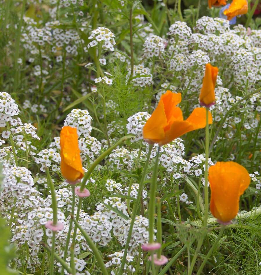 Beneficial Insect Blend Wildflower Seeds West Coast Seeds