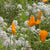 Beneficial Insect Blend