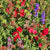 Hummingbird Blend