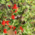 Hummingbird Blend