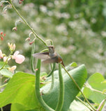 Hummingbird Blend