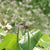 Hummingbird Blend