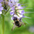 Phacelia
