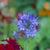 Phacelia