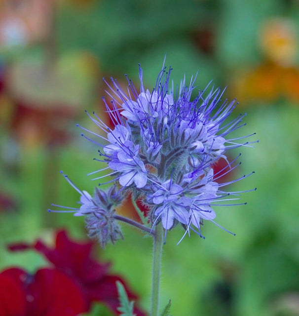 blue tansy flower seeds Purple Tansy Seeds – West Coast Seeds