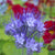 Phacelia