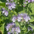 Phacelia