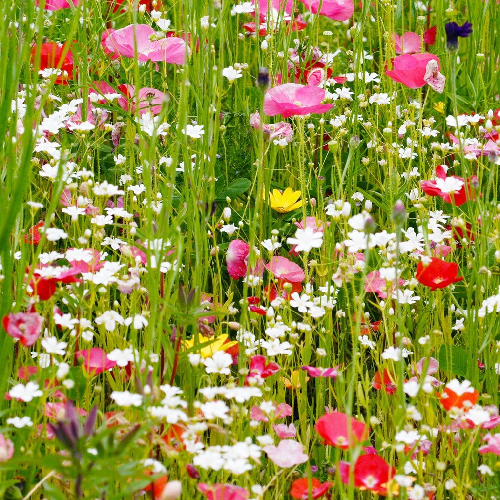 Pacific Northwest Wildflower Seeds  West Coast Seeds