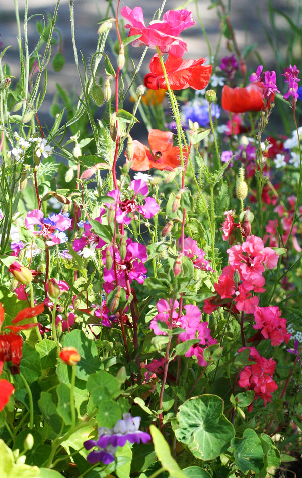 Pacific Northwest Blend