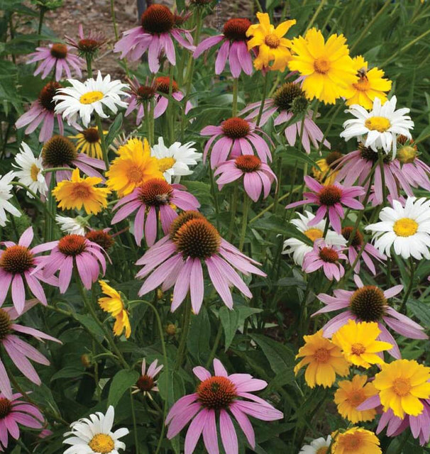 bee garden blend west coast seeds Perennial Blend