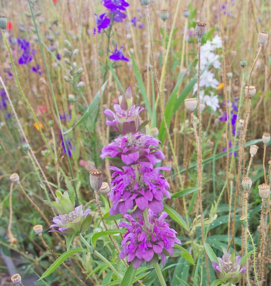 Deer Resistant Wildflower Blend Seeds – West Coast Seeds