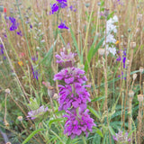 Deer Resistant Mix
