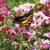 Butterfly Blend